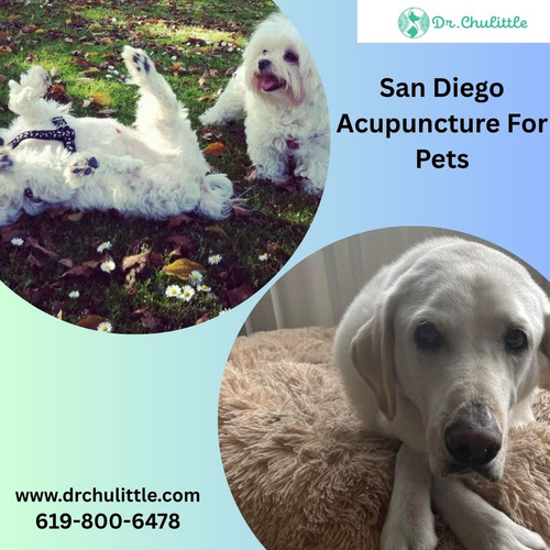 San Diego acupuncture for pets.jpg
