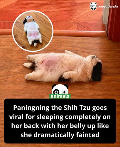 535. Paningning, a Shih Tzu from the Philippines, captured widespread attention online after her own.png
