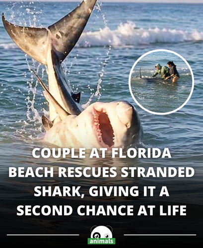 531. A couple spotted a shark stranded in the sand and didn’t hesitate to act, carefully guiding it .png