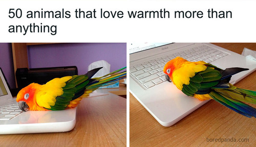 animals (1).jpg