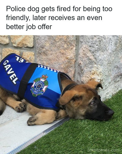 animals 1.jpg
