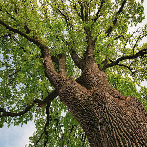 Low angle view of massive old tree with thick textured trunk and spreading branches, covered in fres.jpg