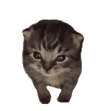 48568.gif
