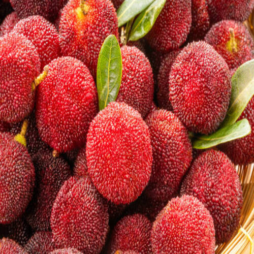 Red Yangmei or Arbutus berries Fruit in basket, Red Bayberry, Yumberry, yamamomo, Waxberry in packag.jpg