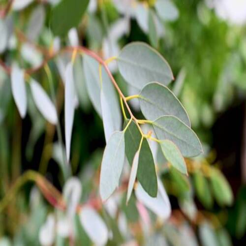 Eucalyptus tree branch, abstract nature background..jpg