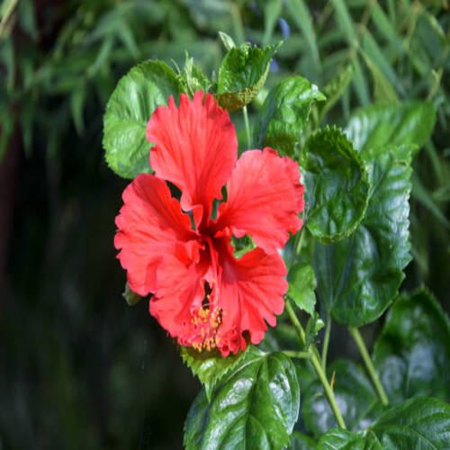 A beautiful red hibiscus.jpg