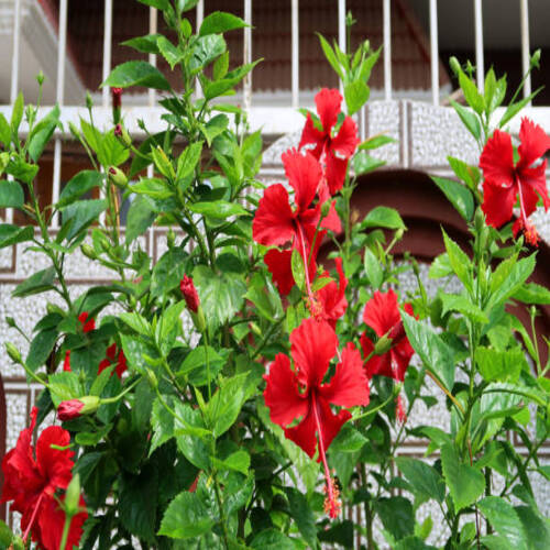 Stock photo showing red frilly / frilled hibiscus flowers on shrub / small tree with blurred garden .jpg