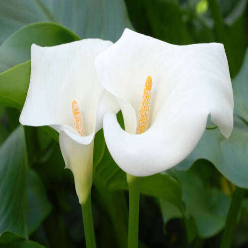 Two calla lilies.jpg