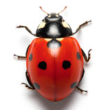 ladybug.jpg