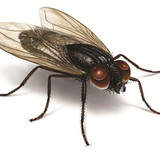 lalat.jpg
