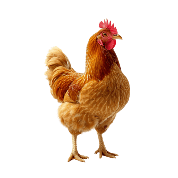 ayam.png