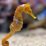 kuda laut.jpg