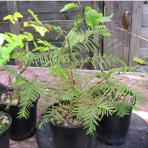 well watered shami plant.jpg