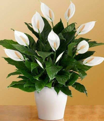 peace lily plant.jpg