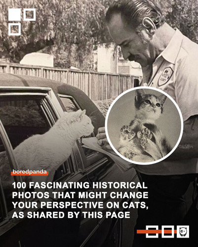 historical cat photos.jpg