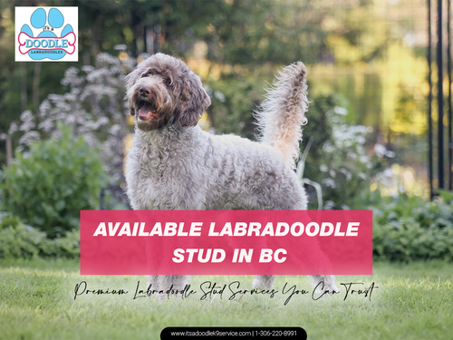 Available Labradoodle Stud in BC.png
