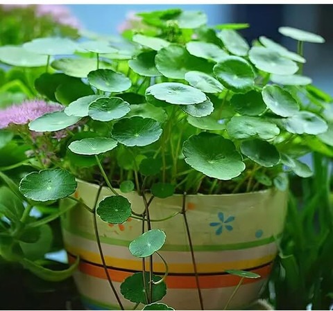 1 coinplant002 mahamaya a to z o.jpg