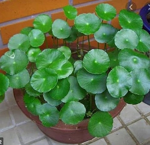 no perennial yes indoor decorati.jpg