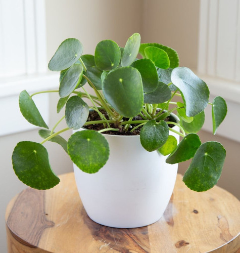 growing pilea peperomioides 5090.jpg
