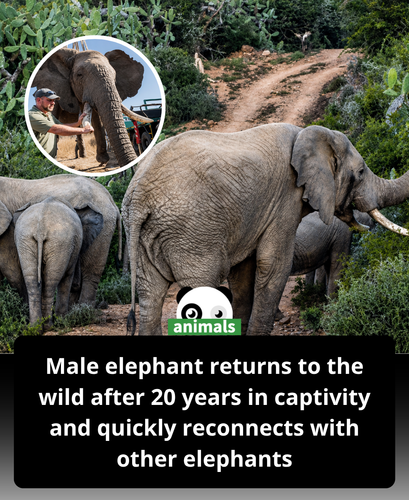 598. How an elephant named Tswale has been welcomed into a wild herd after spending decades in capti.png