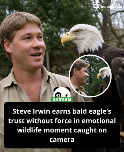 600. In a striking wildlife moment, Steve Irwin demonstrated his signature calm and respect while ha.png