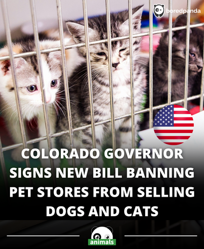 599. Governor Polis signs bill banning pet stores from selling dogs and cats.png