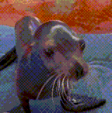 10546255CFA98018CB2DE7E38A1FFB42.gif