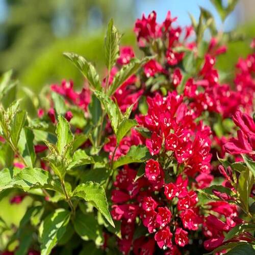 Weigela red pink flowers ornamental flowering shrub..jpg