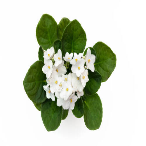 Saintpaulia varieties of Emerald City S. Sorano with beautiful flowers. White blooming violet in pot.jpg