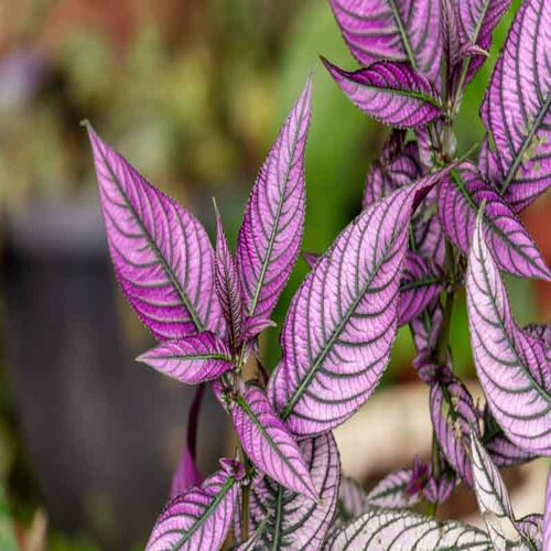 Vibrant Persian Shield Plant in Natural Setting.jpg