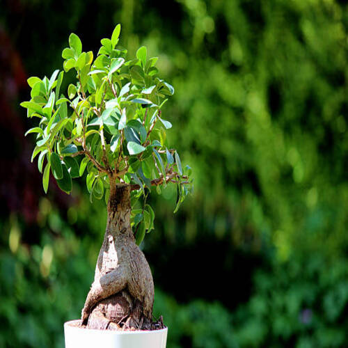 Photo showing a tropical fig bonsai tree plant (Latin name: ficus microcarpa ginseng), growing in a .jpg