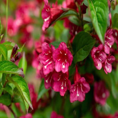 Weigela Towers of Flowers Cherry flowers in summer garden..jpg