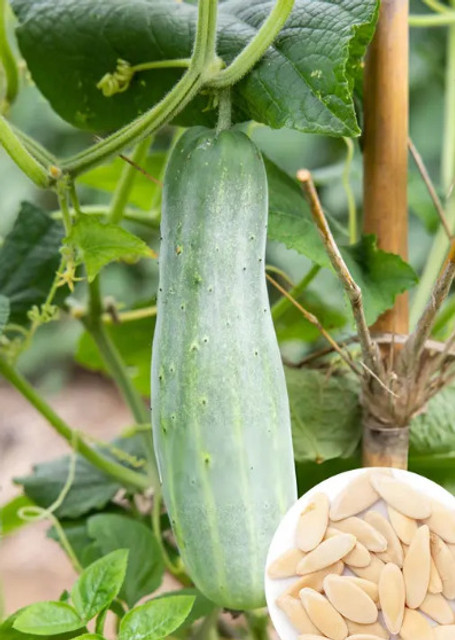 85 cucumber khira sasha vegetable seeds all season 85 rtr semina original imahf4htv9ea45yg.jpg
