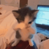 image0.gif