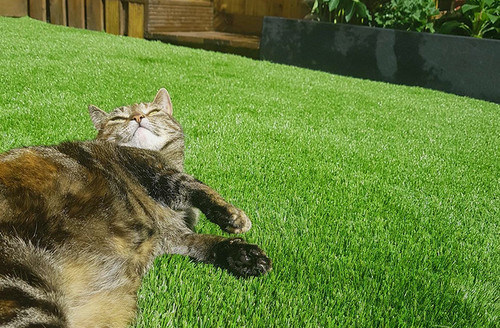residential pets Graden cat enjoying sun 740x485 1.jpg