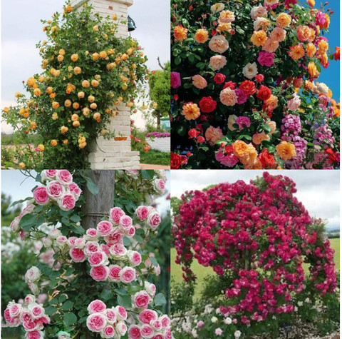 31 climbing rose seed pack of 31 ibains original imahhjwfgzterpvk.jpg