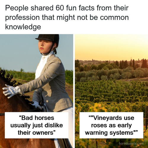 carrer facts.jpg