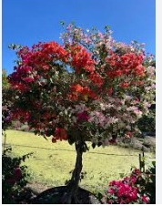 Landscape Design Wellington.png