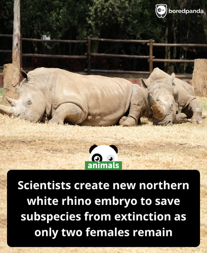 604. Scientists Create a Northern White Rhino Embryo to Help ‘Functionally Extinct’ Subspecies with .png