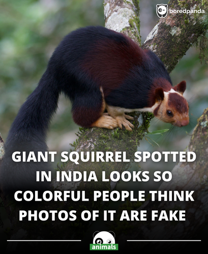 603. At a resort in Wayanad, Nia Patel captured this stunning video of one of the world’s most fasci.png