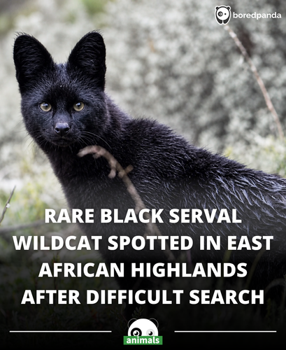 602. This melanistic serval was spotted after days of searching in near zero temperatures and pourin.png