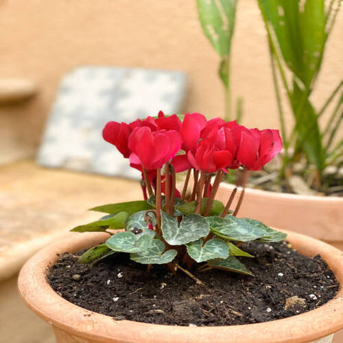 pot of cyclamen on the terrace newly planted house.jpg