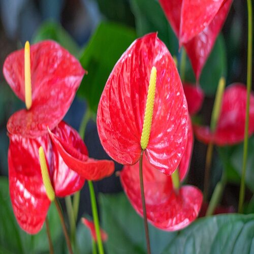 red flowers anthurium close up.jpg