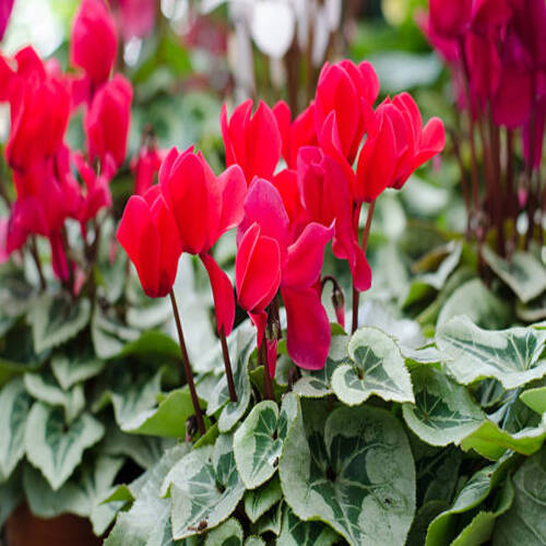 Cyclamen hederifolium.jpg
