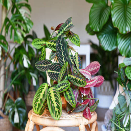 Tropical 'Maranta Leuconeura Fascinator' houseplant with leaves with exotic red stripe pattern table.jpg