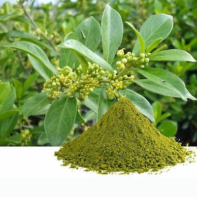 Gurmar Leaf Powder Gymnema Sylvestre Blood Sugar Control Weight Loss Herbal eBay.jpg