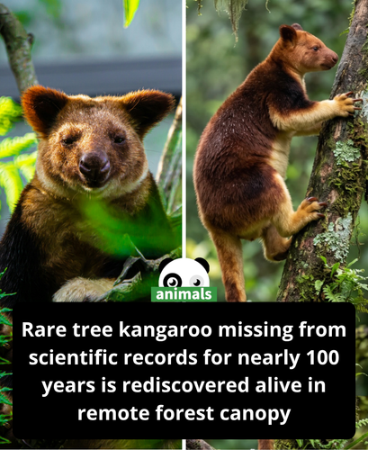 591. For the first time in nearly a century, scientists have documented a tree kangaroo species that.png