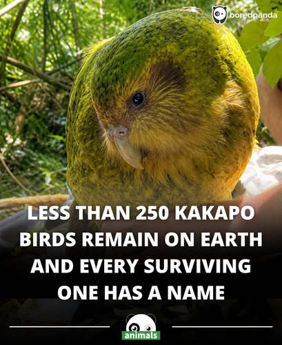 592. This is one of the worlds rarest animals, the kākāpō.png