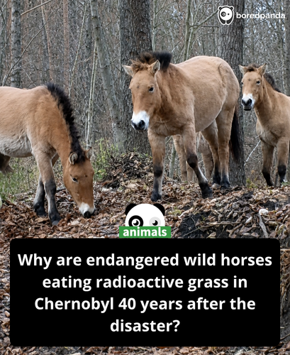 594. Why do these horses eat radioactive grass .png