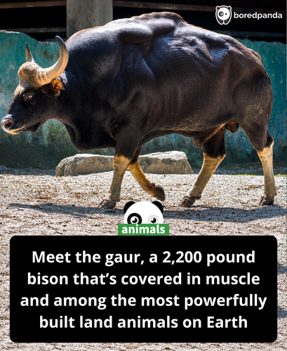 601. It looks less like a grazing animal and more like something engineered for raw power, with musc.png